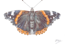 Red Admiral Butterfly