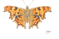 Comma Butterfly