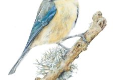 Blue Tit