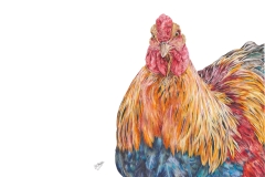 Brahma Cockerel