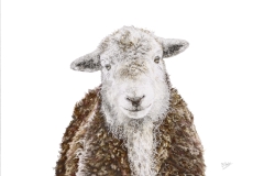 Herdwick