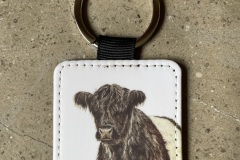 Belted Galloway 