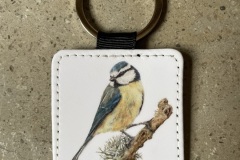 Blue Tit