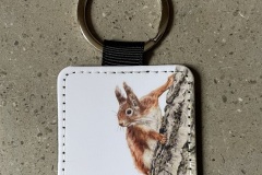 Red Squirrel 