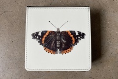 Red Admiral 