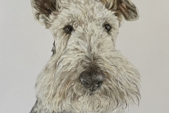 Bertie