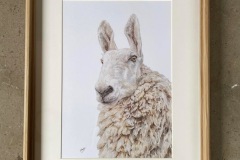 Border Leicester Framed Print A5