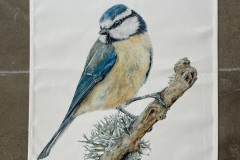 Blue Tit