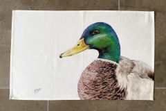 Mallard Duck