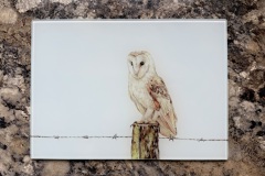 Barn Owl