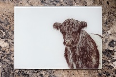 Belted Galloway