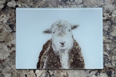 Herdwick