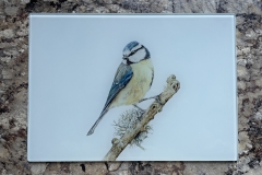 Blue Tit