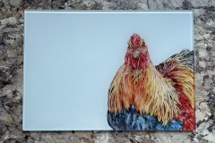 Brahma Cockerel 
